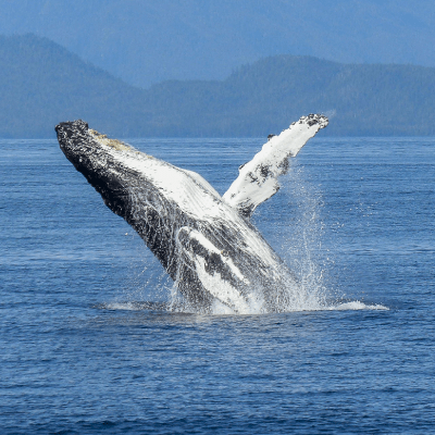 Whale Watching